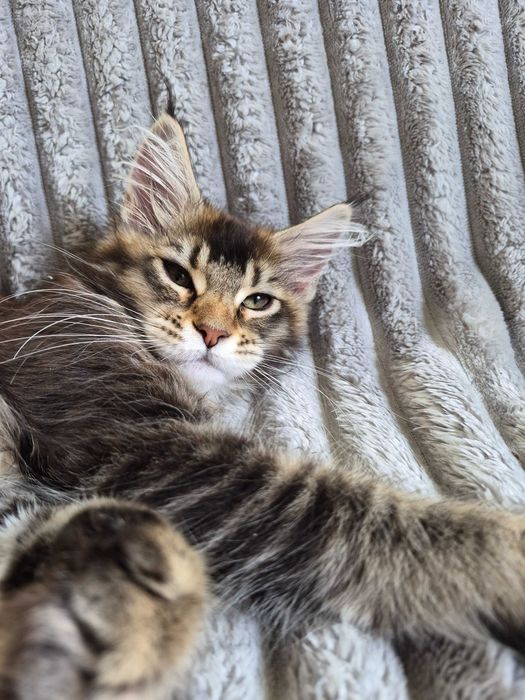 Jagna Kotka Maine Coon