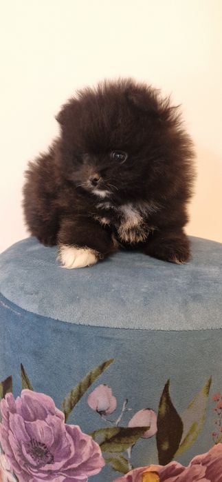 Szpic miniaturowy Pomeranian
