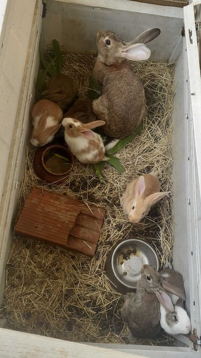 Coelhos caseiros.
