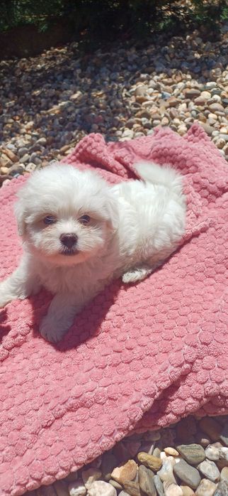 Bichon maltês de qualidade