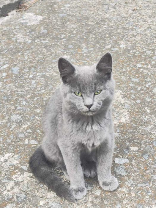 Коти ,Невськая маскарадна