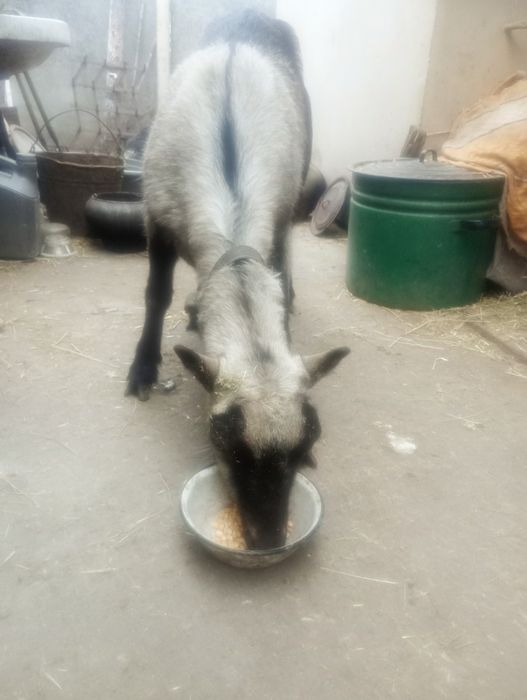 Коза породи ламанша