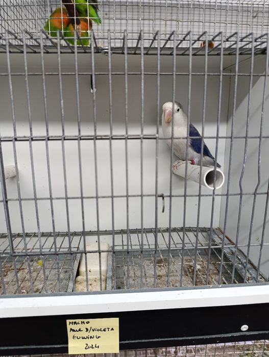 Agapórnis fischeris azul D Euwing macho