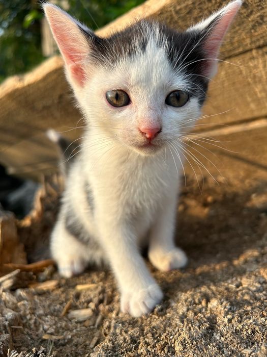 Кошенята шукають дім