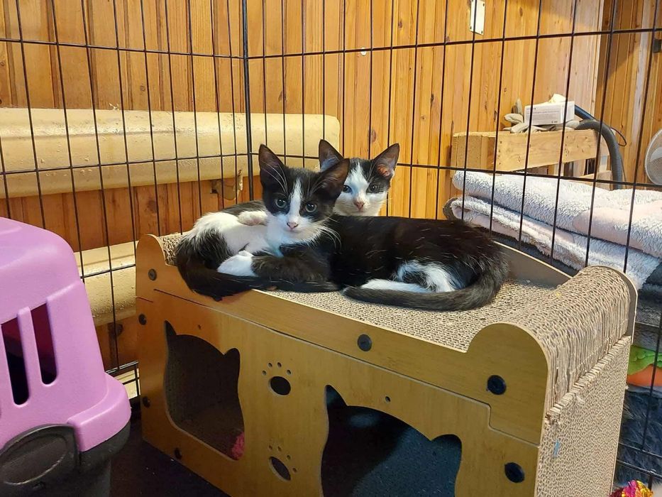 Kotek Rogalik poleca się do adopcji