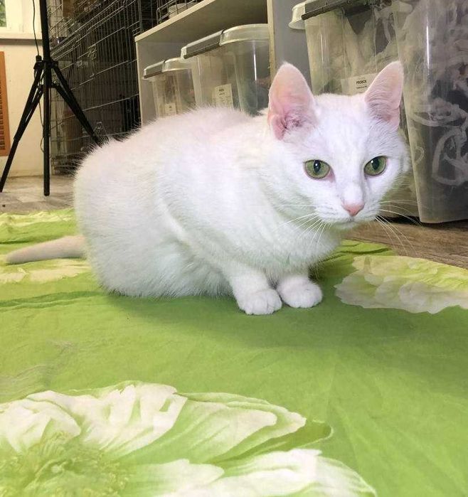 Прекрасная белоснежная кошечка глухая Дана-особенный ангел!