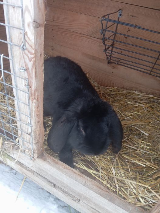 Sprzedam króliki Barany Baran francuski