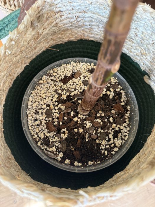 Fikus sprężysty (figowiec)