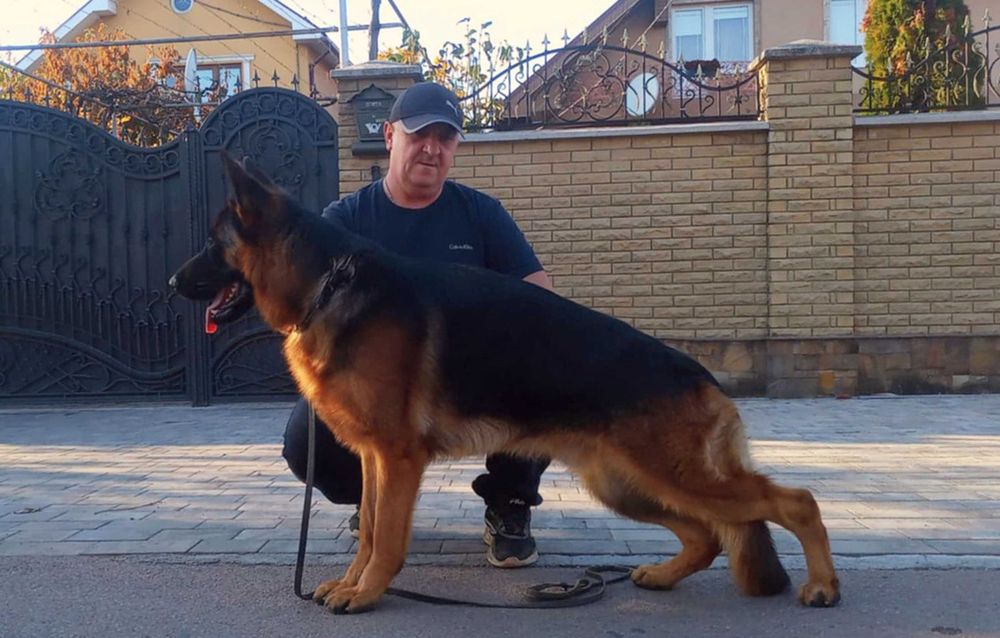 німецька вівчарка цуценята