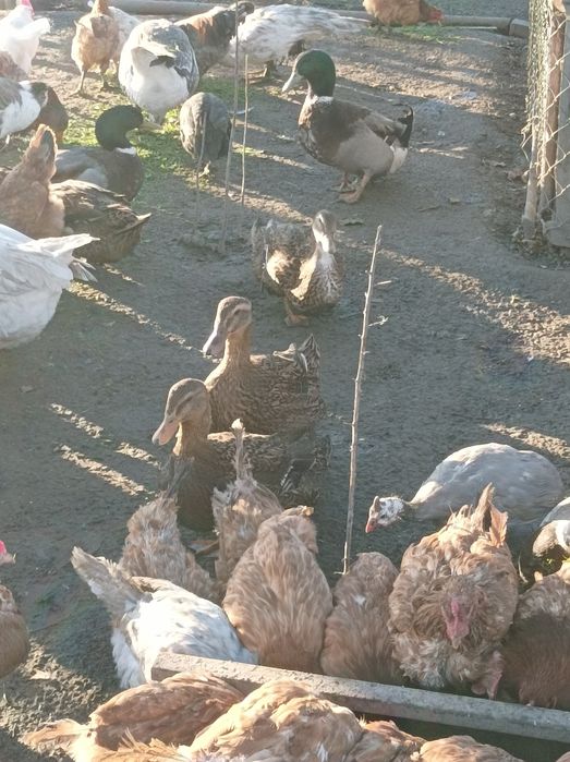 Kaczki staropolskie biegusy piżmowe