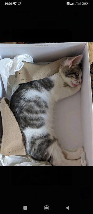 Отдам бесплатно котенка