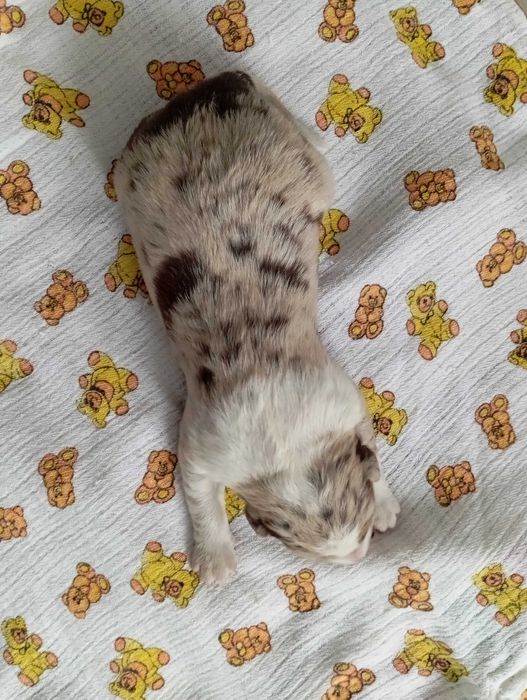 Border Collie z rodowodem