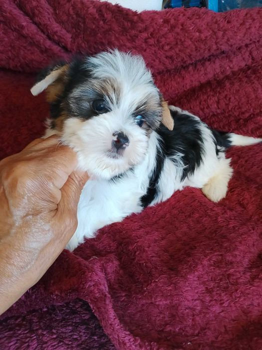 Biewer Terrier com Pedigree