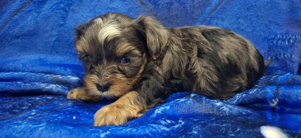 Piesek York merle z metryką