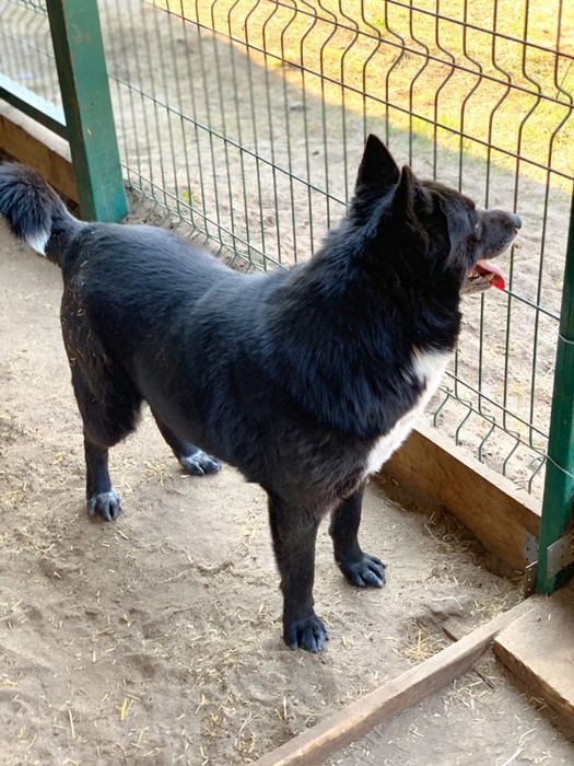 Красавица миниатюрная метис Лайки ищет достойный дом