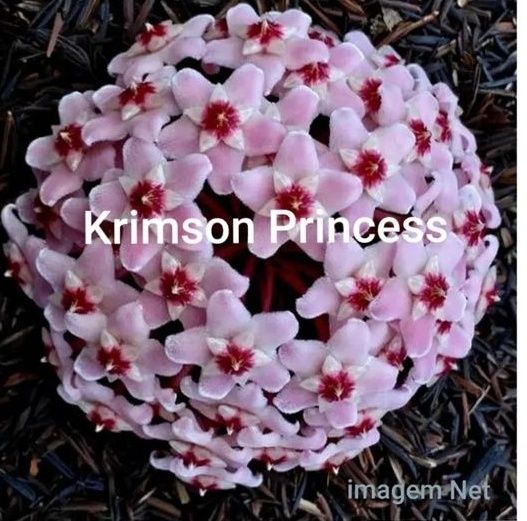 Hoya Krimson Princess - Flor de Cera