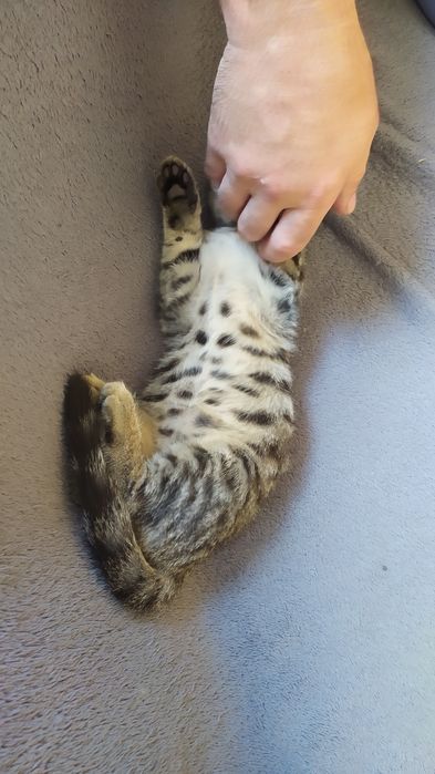 Отдам котёнка-тигрика