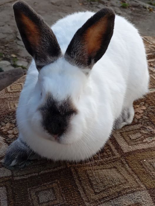 Кролі Каліфорнія