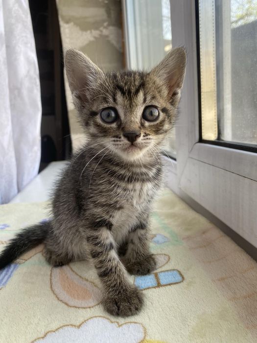 Кошенята тільки в добрі руки