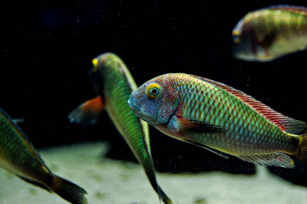 Tropheus Lufubu, ciclideos africanos, lago tanganyika