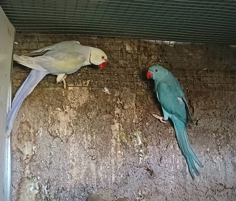 Ultimos casais  ring necks