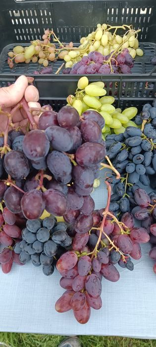 Sadzonki winorośli,winogron deserowych