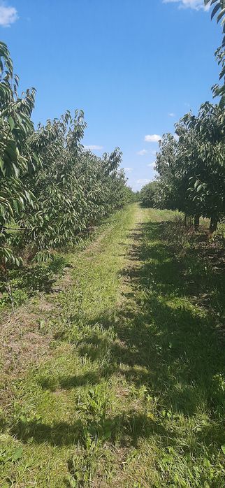 Działka rolna- rola-sad