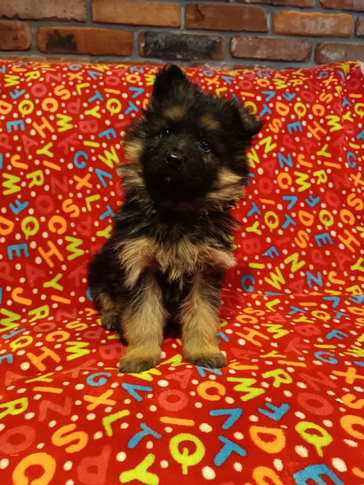 Owczarek niemiecki długowłosy suczka