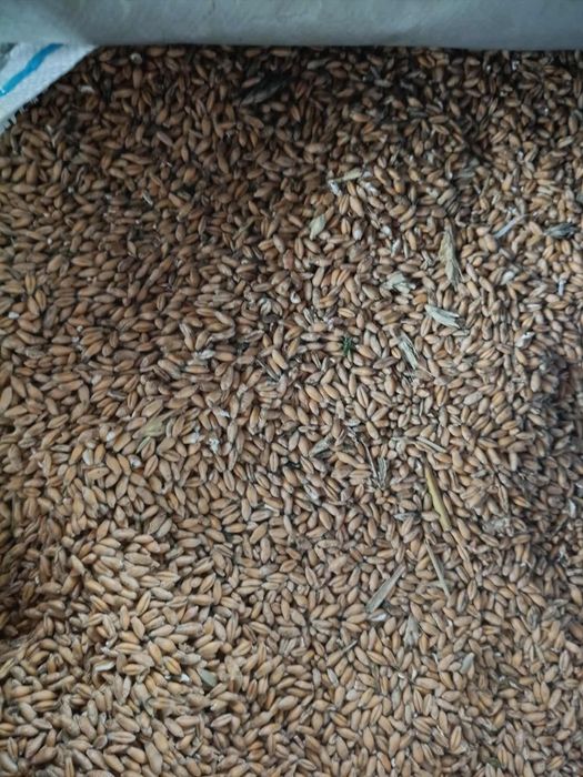 PSZENŻYTO sprzedam polecam