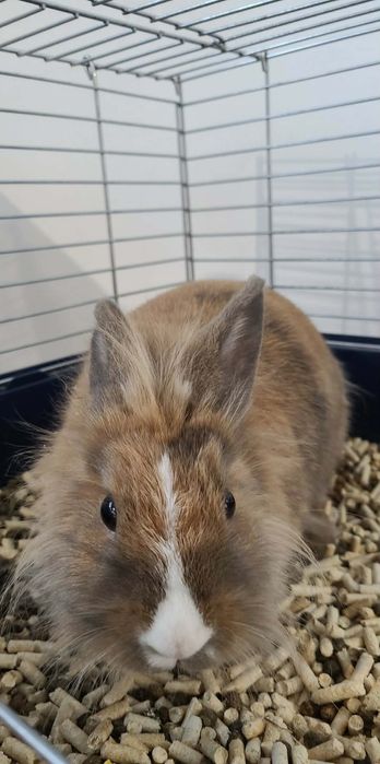 KRÓLIK razem z klatką poidełkiem