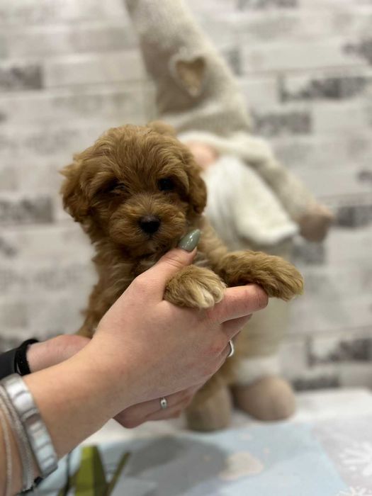 Породистий хлопчик мальтіпу ф1