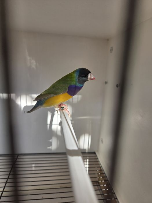 Diamantes de Gould de 2026 prontos a criar