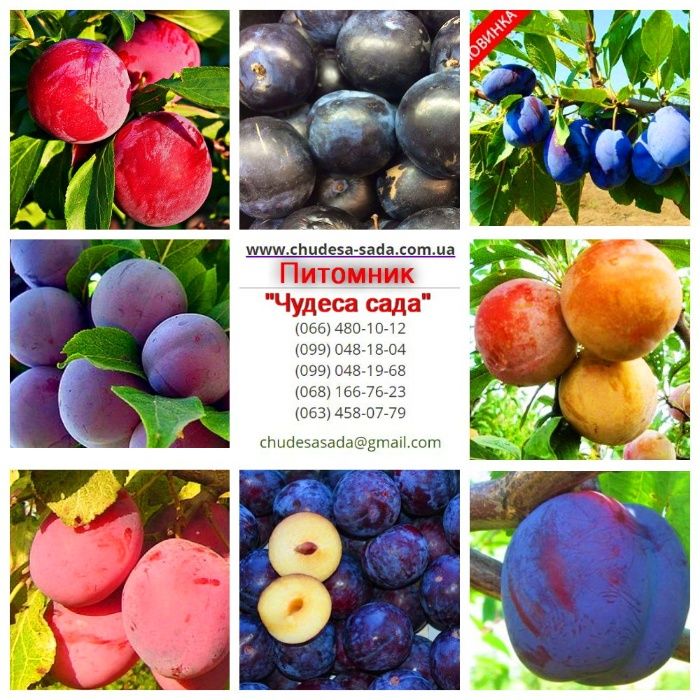 Саженцы виноград, хурма, шелковица, сливы, голубика, кизил,арония,розы