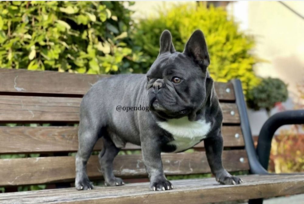 Buldog francuski sunia Molly
