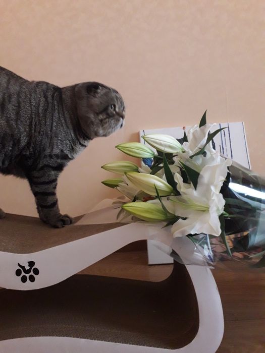 Вязка кота Кіт шукає наречену