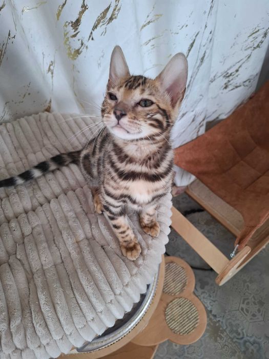 Kot Bengalski rodowód FPL