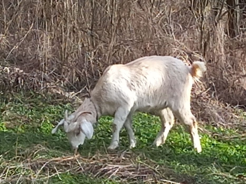 Продам Кози, Козли