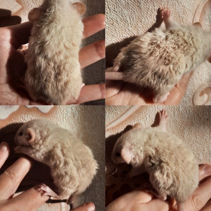 Крыса рекс девочка дамбо