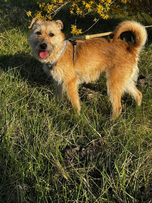 Rosa 2 letnia 10 kg ,szorstkowłosa, adopcja.