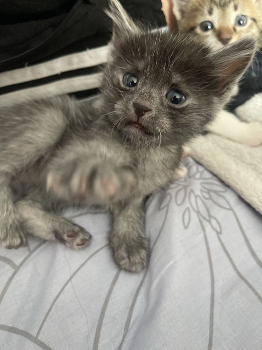 Віддам котиків в добрі руки!