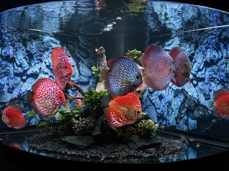 Akwarium Juwel najwyższa wersja narożne 350l Helia Lux.