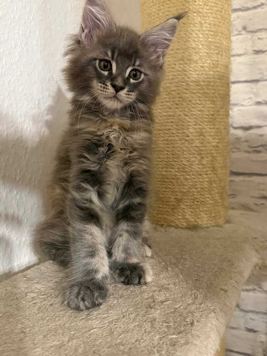 Duża dziewczynka mco FPL