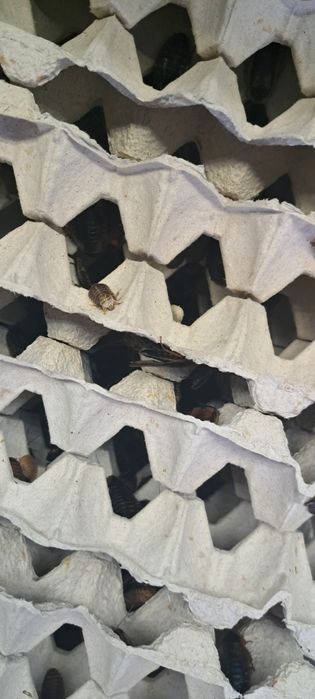 Karaczan Argentyński Dubia - Wszystkie rozmiary (Wysyłka ZIMOWA)