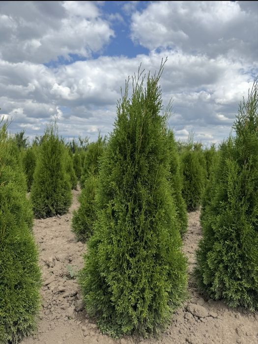 Туя смарагд Thuja Smaragd
