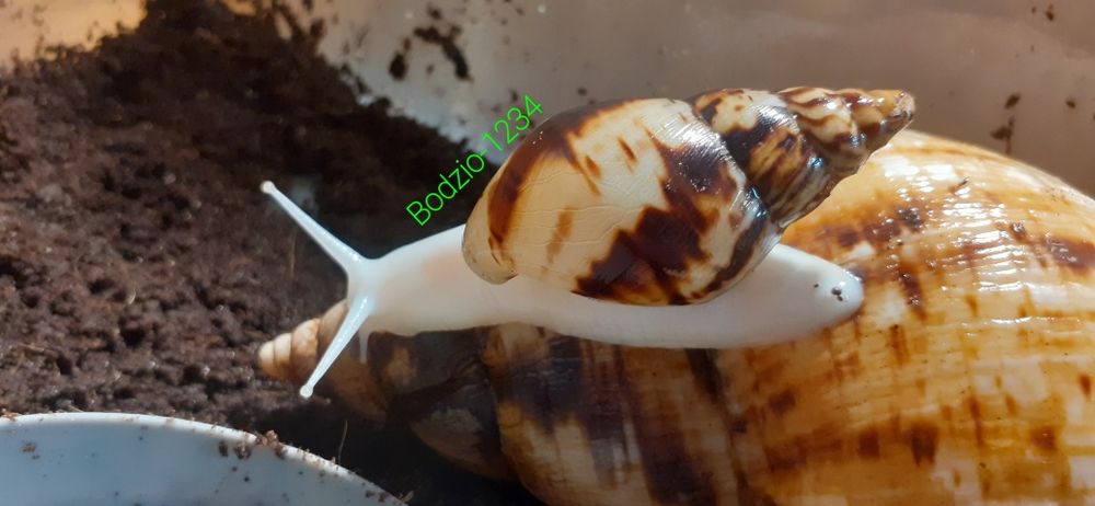 Największe ślimaki afrykańskie Achatina reticulata albino body