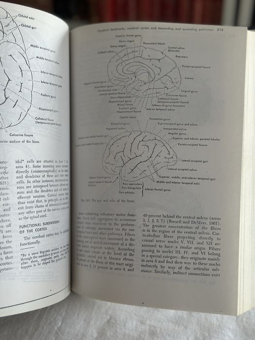 Webb Haymaker Bing's local diagnosis in neurological diseases