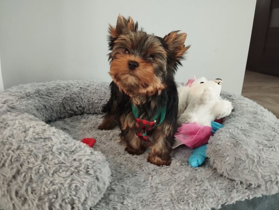 Yorkshire terrier piękny miniaturowy samczyk z Rodowodem