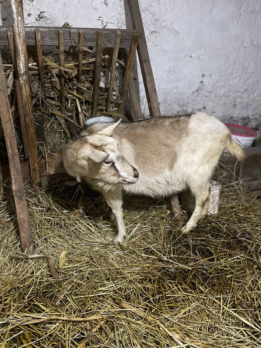 Продається дуже добра ,ще дійна безрога ,кітна коза