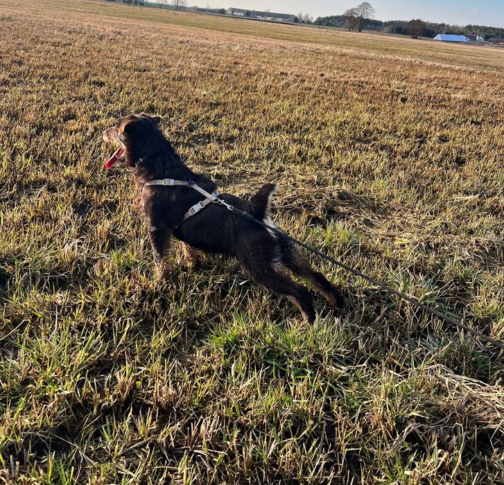 Terrier niemiecki pies myśliwski brąz jack jagdterrier