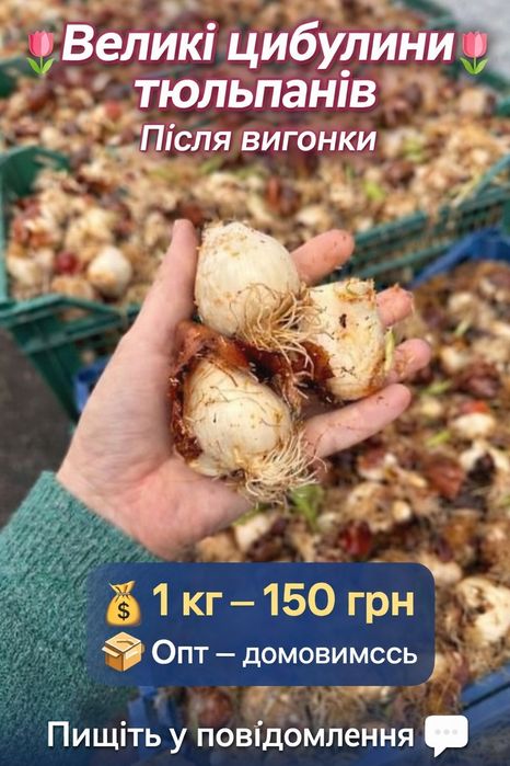 Цибулини тюльпанів гурт і роздріб.
